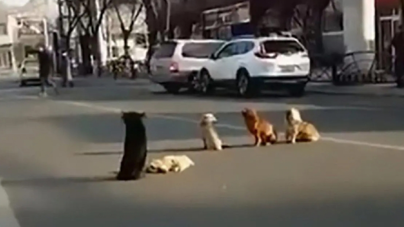 Cuatro perros hacen guardia para cuidar el cadáver de su amigo