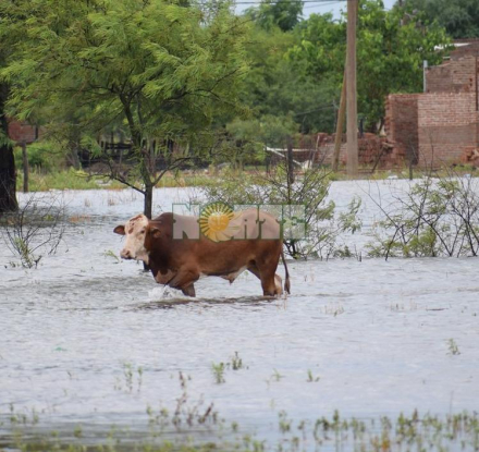 vaca inundacion.jpg copy