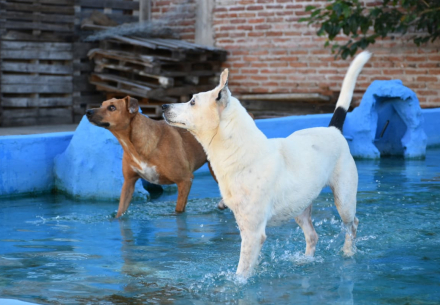 perros 3.jpg