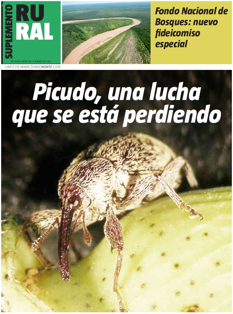 Picudo, una lucha que se está perdiendo