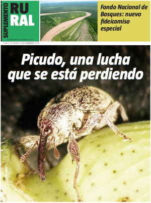 Picudo, una lucha que se está perdiendo