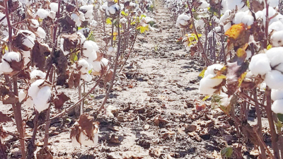 El algodón, cultivo emblema del Chaco, se muestra en Expoagro 2019
