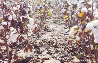 El algodón, cultivo emblema del Chaco, se muestra en Expoagro 2019