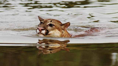 Un puma cruzó el río Paraná a nado y apareció en la costanera de Itatí