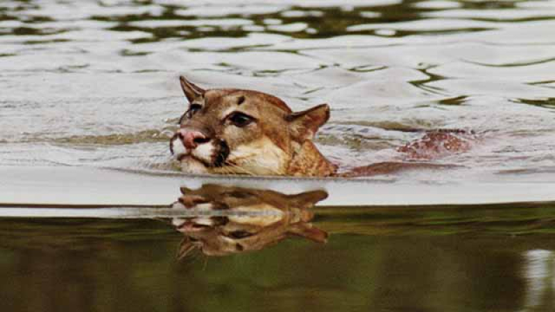 Un puma cruzó el río Paraná a nado y apareció en la costanera de Itatí