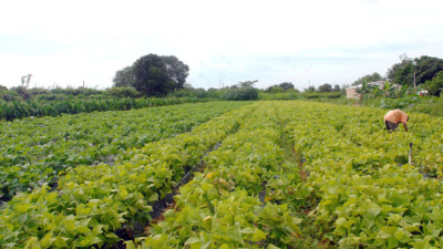 Los agrosistemas