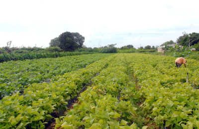 Los agrosistemas