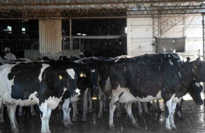 Nació un ternero con una extraña malformación en La Pampa