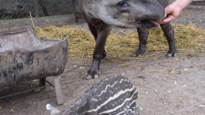 Nació un tapir en el Complejo Ecológico de Sáenz Peña