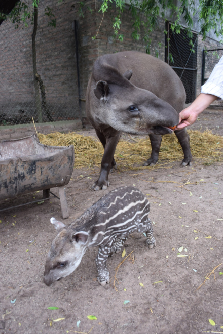 tapir bebe02.jpg