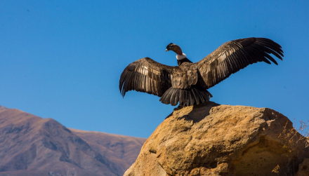 condor.jpg