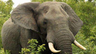 Un elefante aplastó a un cazador furtivo y después se lo comieron los leones