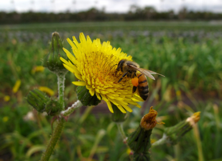 abejas.JPG