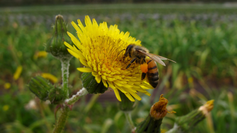 Las abejas son declaradas como los seres vivos más importantes del planeta