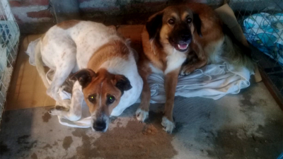Huellas Caninas prepara una gran feria de garage