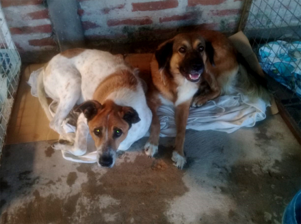 perros2.jpg