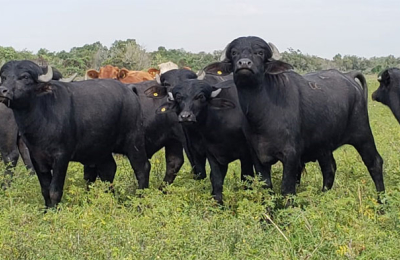 Carne de búfalo: animarse a innovar en la parrilla