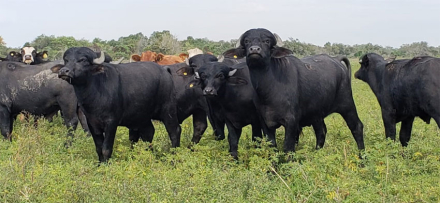 ANIMARSE-CARNE-DE-BU.jpg
