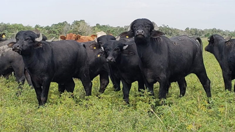 Carne de búfalo: animarse a innovar en la parrilla