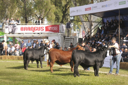 GRANCAMPEON2.jpg