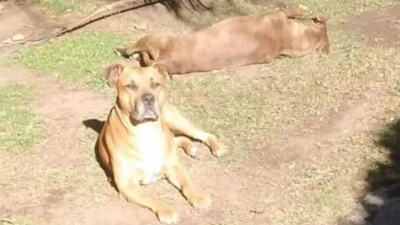 Más de 380 mil personas pidieron no sacrificar a los pitbull que atacaron a un ladrón