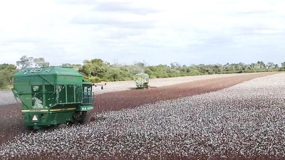 Cosechan 3.200 kilos por hectárea en lote de Avia Terai