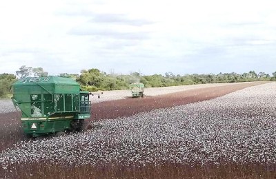 Cosechan 3.200 kilos por hectárea en lote de Avia Terai