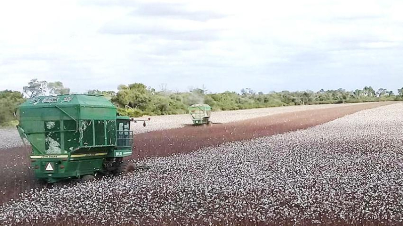 Cosechan 3.200 kilos por hectárea en lote de Avia Terai