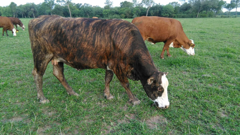 Se presenta Agronea Ganadera en Buenos Aires