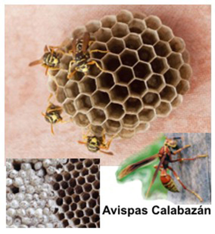avispa-calabazan1.jpg
