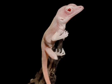 albino lizards1.jpg