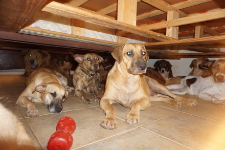 perro5.jpg