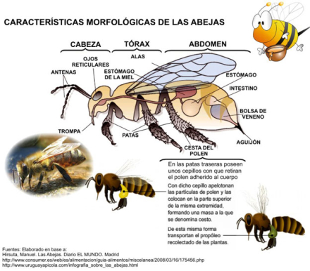 abeja-morfologia4.jpg
