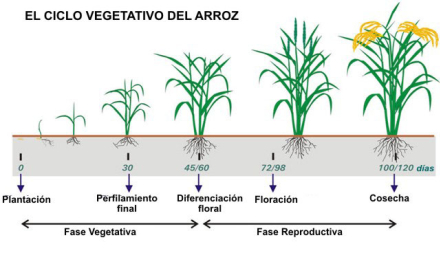 ciclo-vegetativo-arroz4.jpg