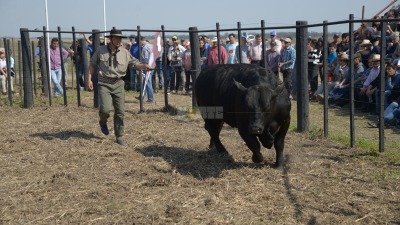 Agronea Ganadera: Buenos toros comerciales y sorpresas en hembras 