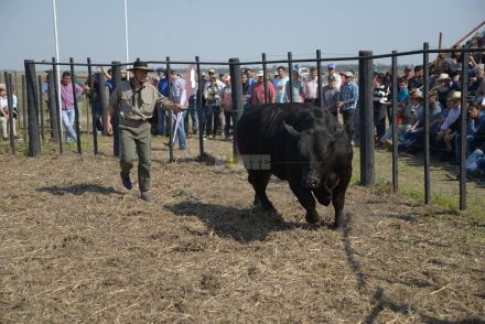58agronea ganadera toro.jpg