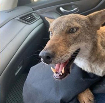 coyote2.jpg