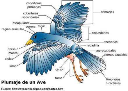 ave-plumaje2.jpg