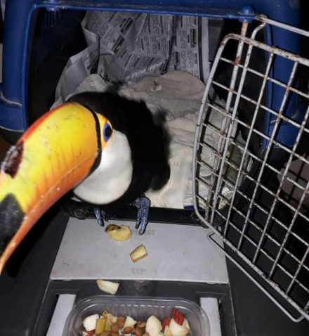 tucan.jpg