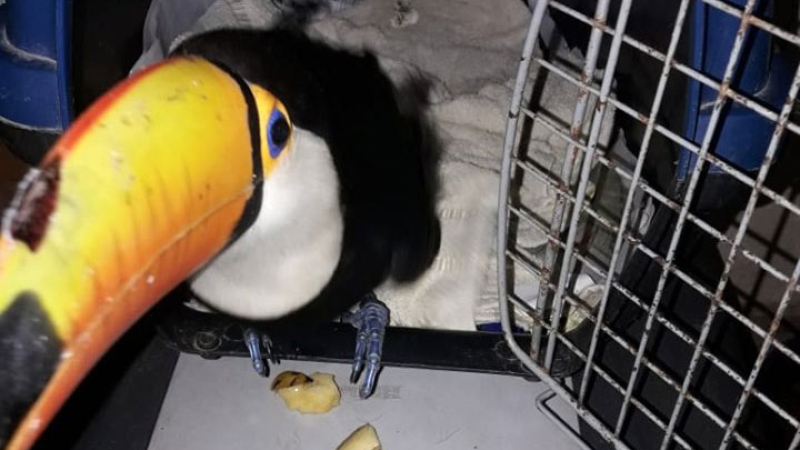 Rescatan un tucán en la ruta 11