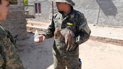 Incautan un jabalí europeo y un pecarí que estaban en cautiverio