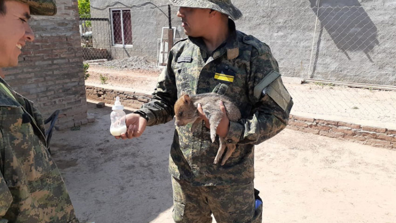 Incautan un jabalí europeo y un pecarí que estaban en cautiverio