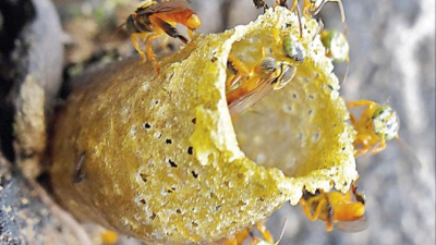 Advierten que las abejas sin aguijón están en riesgo de extinción ?
