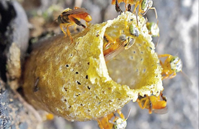 Advierten que las abejas sin aguijón están en riesgo de extinción ?