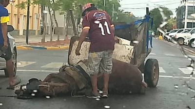 Maltrato animal: vecinos de Charata piden al Concejo y Municipio que actúen