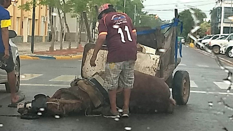 Maltrato animal: vecinos de Charata piden al Concejo y Municipio que actúen