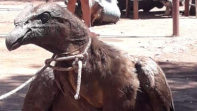 Rescataron a un cóndor cautivo en un taller mecánico de Salta