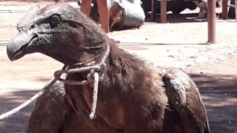 Rescataron a un cóndor cautivo en un taller mecánico de Salta