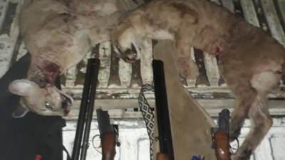 Margarita Belén: un cazador estuvo horas detenido por matar a dos pumas