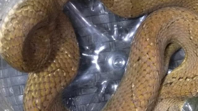 Rescataron un lagarto overo y una falsa yarará